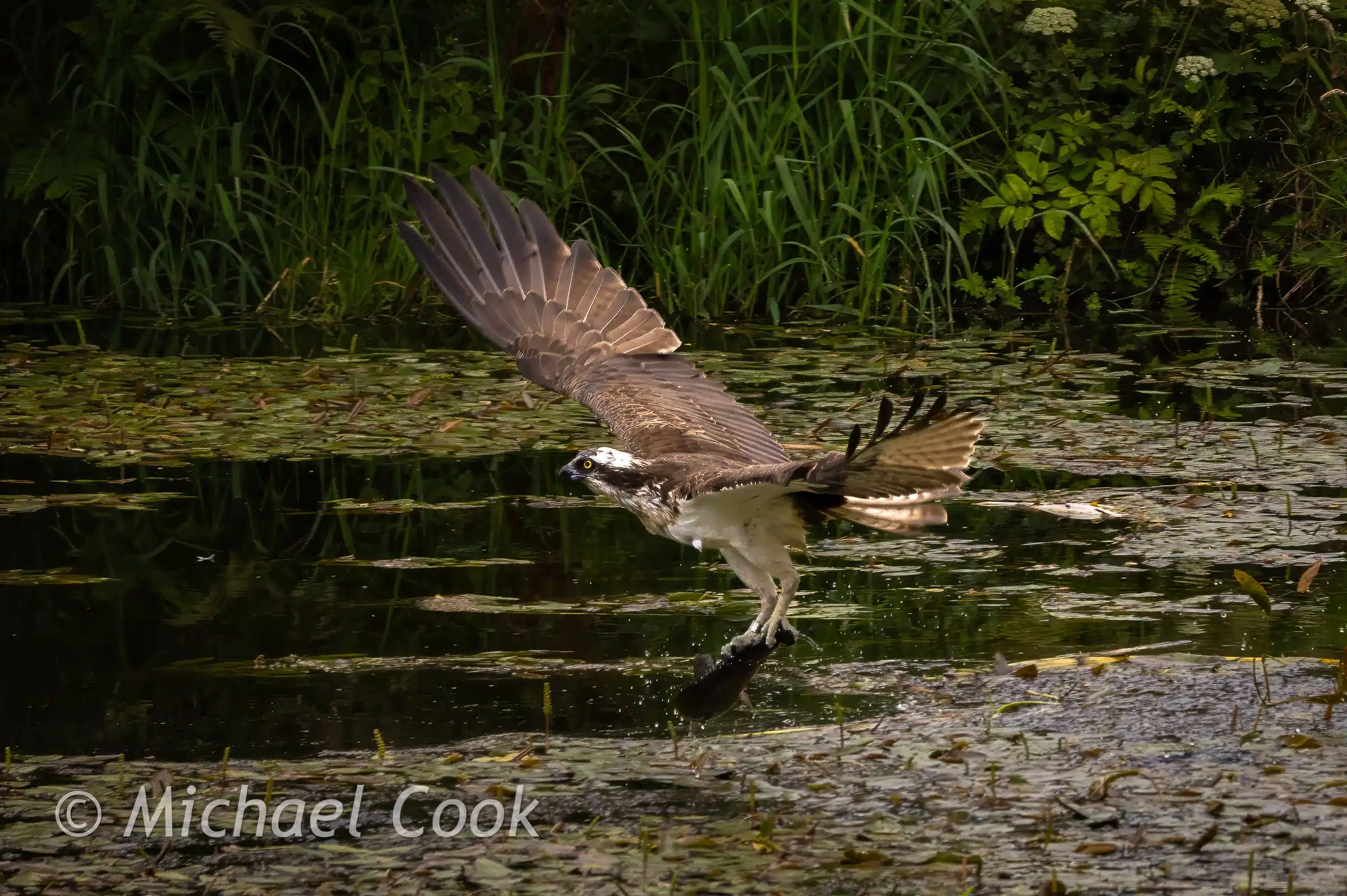 Osprey takes flight from a Scottish loch. Photograph Osprey in Scotland.
