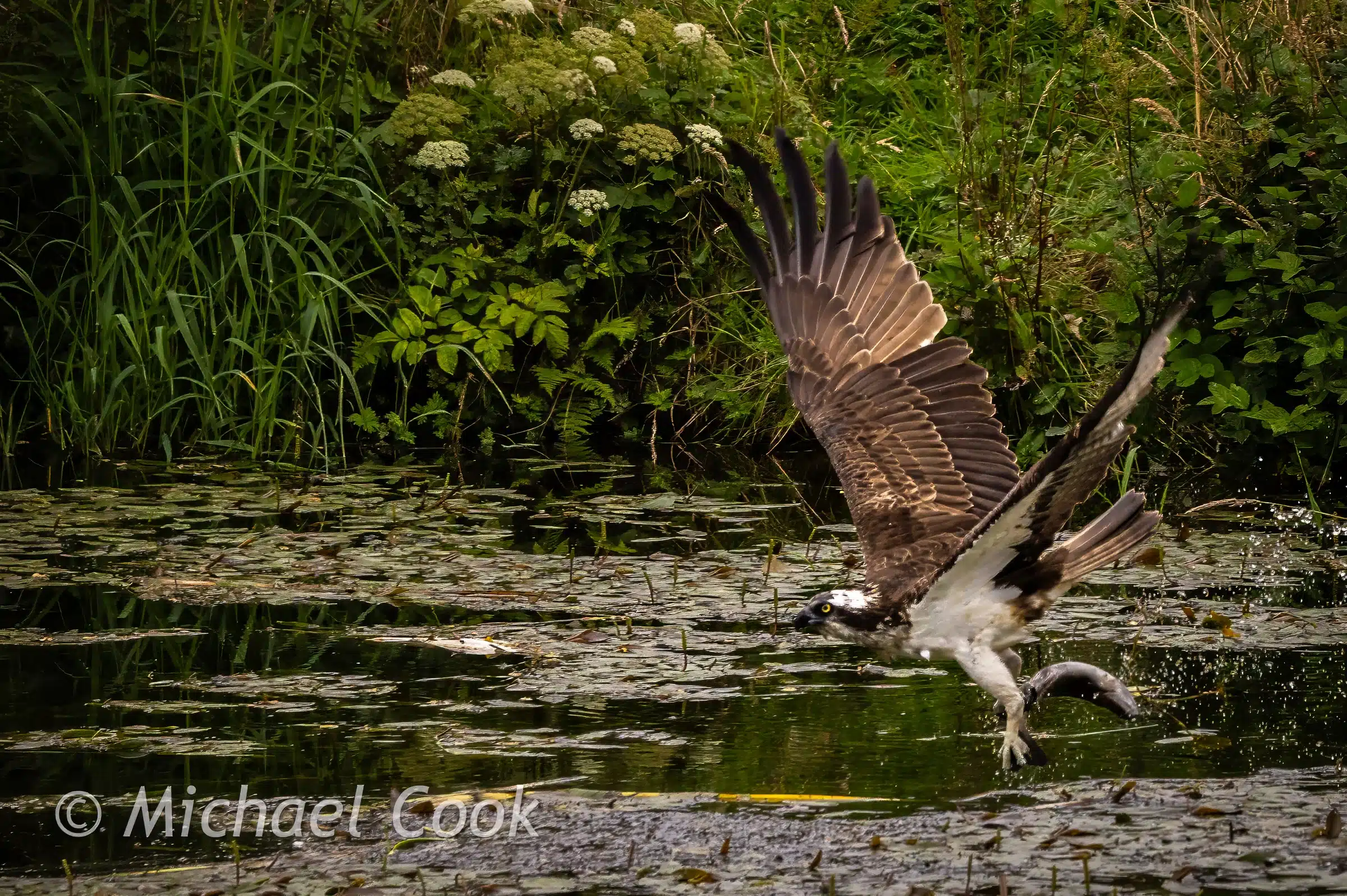 Osprey taking flight with fish in Scotland, wings spread