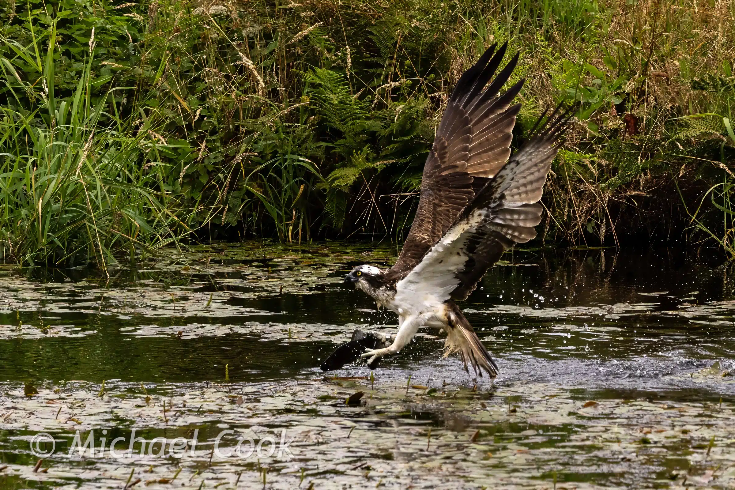 Osprey catching fish in Scotland, wings spread, water splashing.