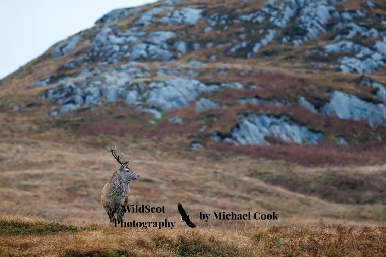 Red deer stag on the Isle of Jura, Scotland, set against a rugged hillside. Isle of Jura wildlife.