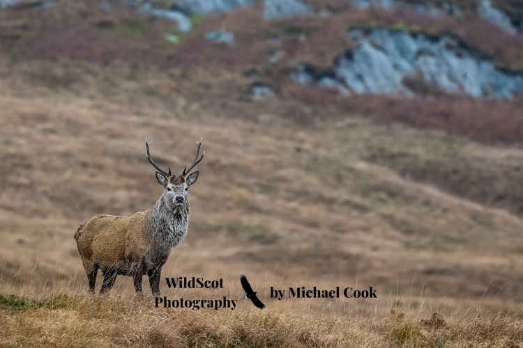 Red deer stag on the Isle of Jura. WildScot Photography by Michael Cook.