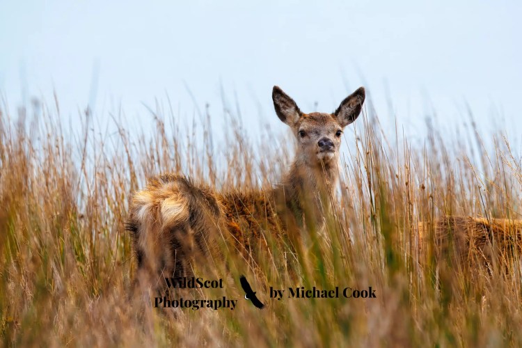 Young deer in tall grass on the Isle of Jura, Scottish wildlife. WildScot Photography.
