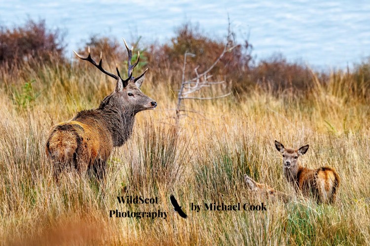Red deer stag and fawn in tall grass on the Isle of Jura. WildScot Photography.