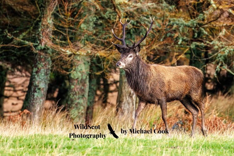 Red deer stag in a forest on the Isle of Jura, Scotland. Isle of Jura wildlife.