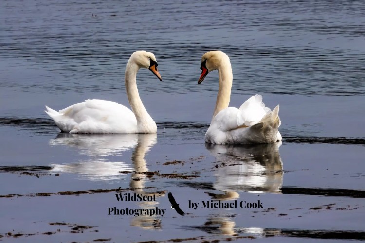 Two swans face each other on the Isle of Jura, Scotland. WildScot Photography.