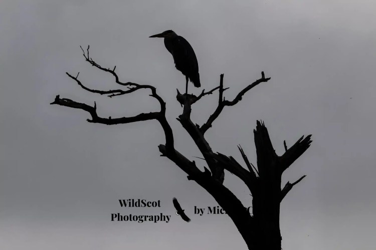Great blue heron silhouette on a dead tree, Isle of Jura wildlife.