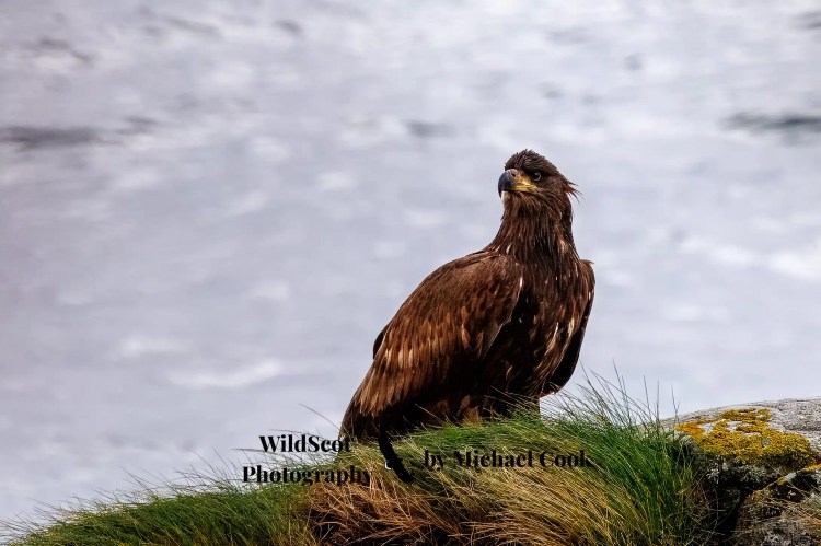 Immature bald eagle on Isle of Jura wildlife habitat