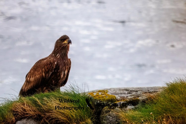 Immature eagle on Isle of Jura, perched on a grassy rock overlooking the water.