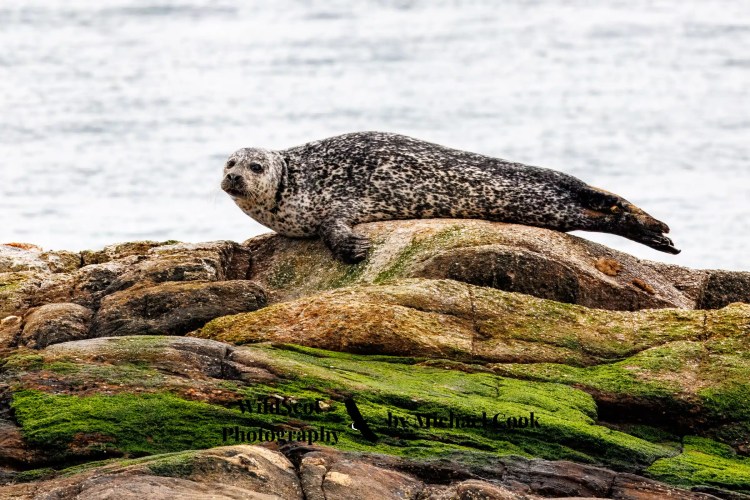 Seal basking on mossy rocks, Isle of Jura wildlife