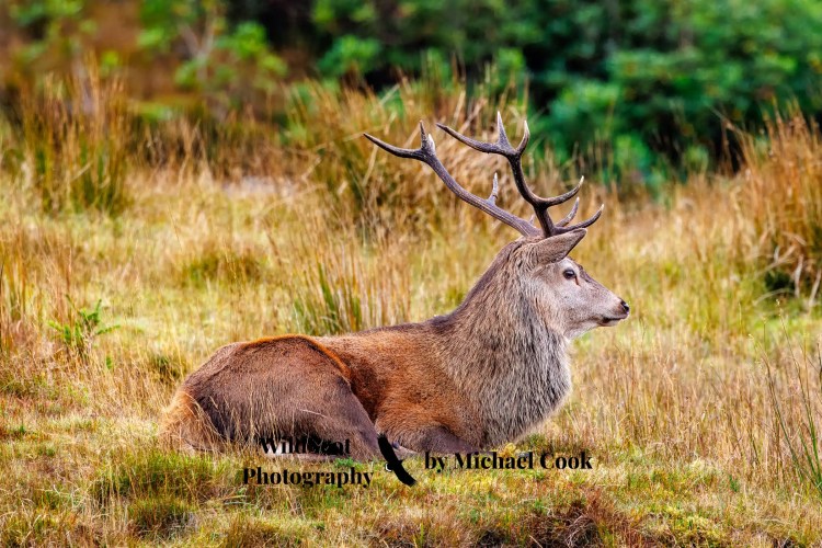 Red deer stag resting in a field on the Isle of Jura. Isle of Jura wildlife.