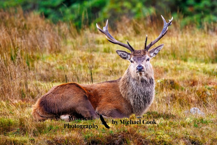 Red deer stag resting in a field on the Isle of Jura. Isle of Jura wildlife.
