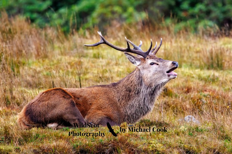 Red deer stag lying in grass, roaring. Isle of Jura wildlife.
