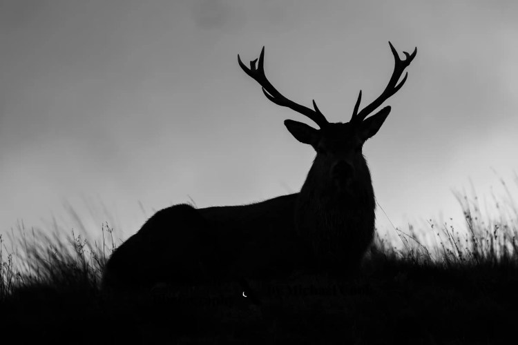Silhouette of a stag resting in the Isle of Jura, showcasing its wildlife.