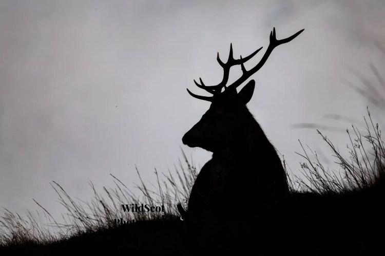 Silhouette of a red deer stag with large antlers on the Isle of Jura wildlife.