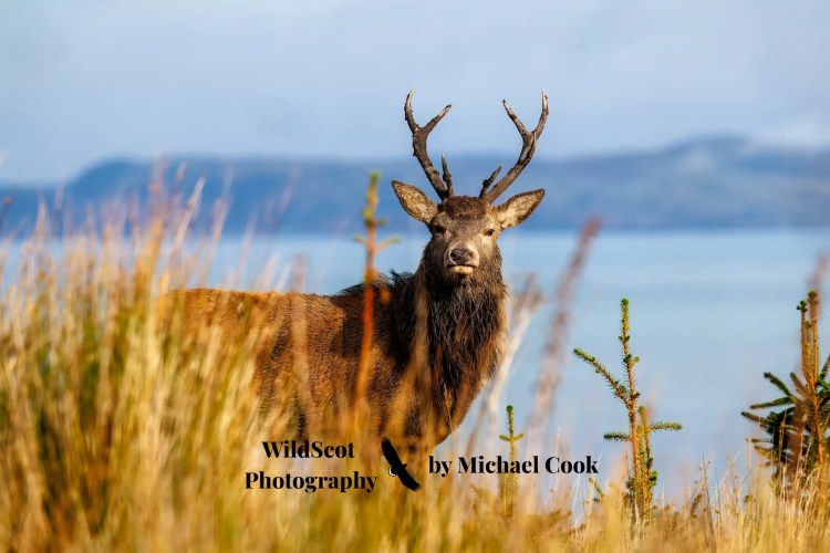 Red deer stag on the Isle of Jura, Scotland.
