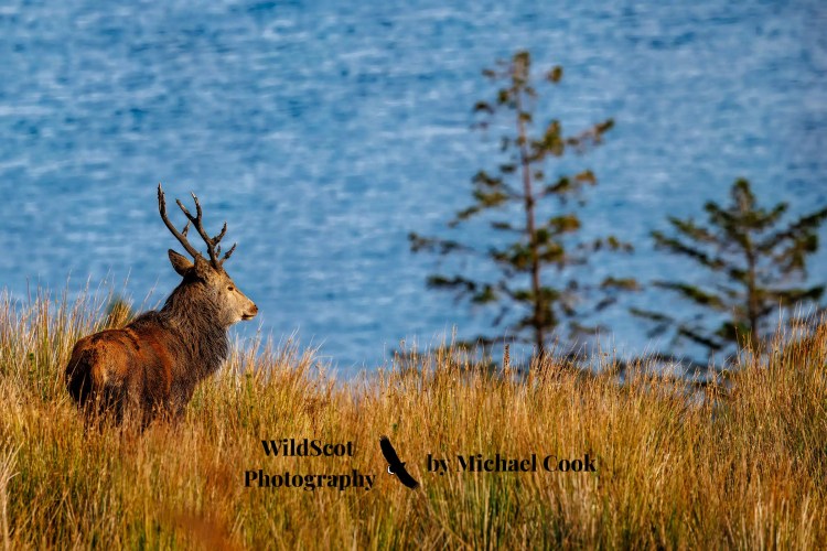 Red deer stag on the Isle of Jura, standing in tall grass near the water.
