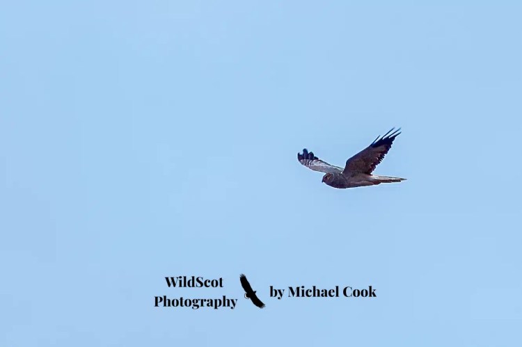 Otter family swimming in the sea near seaweed on Mull. Wildlife on Mull.