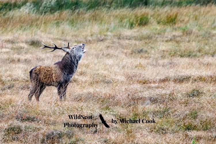 Red deer stag roaring on the Isle of Jura. WildScot Photography by Michael Cook.