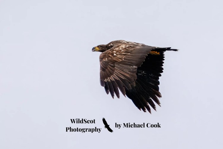 Otter family swimming in the sea near seaweed on Mull. Wildlife on Mull.