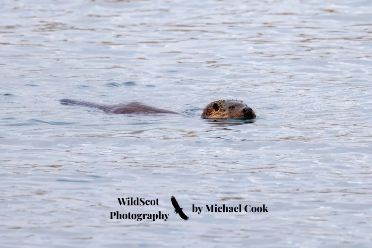Otter family swimming in the sea near seaweed on Mull. Wildlife on Mull.