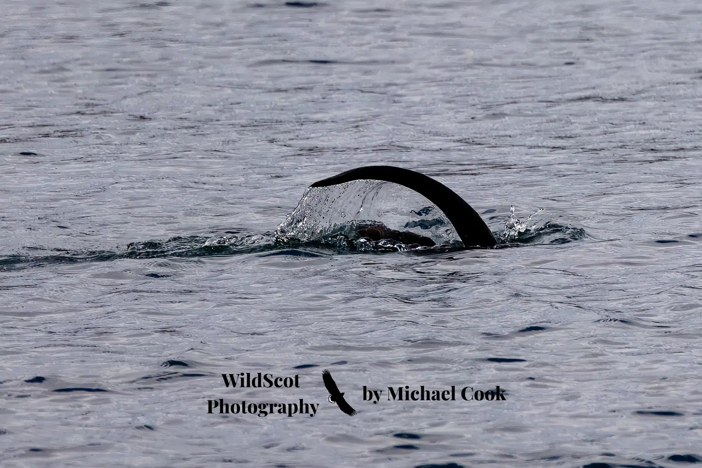 Isle of Jura wildlife: Otter diving in the water, tail visible. No Isle of Jura wildlife guide would be complete without mentioning Otter