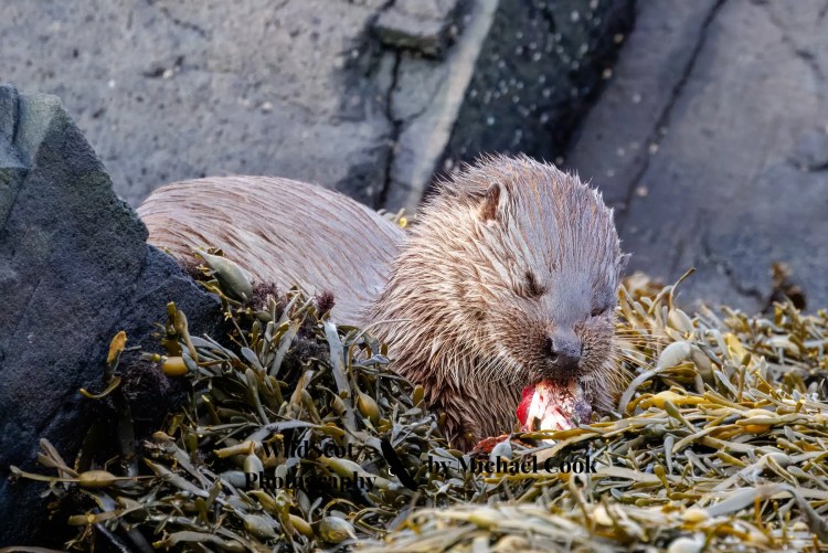 Isle of Jura wildlife: Otter eating a crab amongst seaweed on a rocky shore.