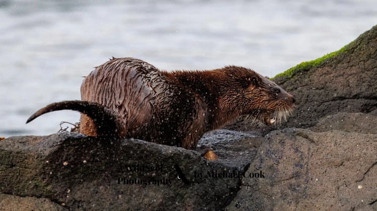 Isle of Jura wildlife: Wet otter climbing on rocks near the sea.