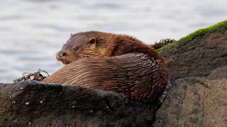 Wet otter curled up on a rock, Isle of Jura wildlife.