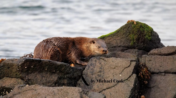 Isle of Jura wildlife: Otter on coastal rocks, wet fur glistening.
