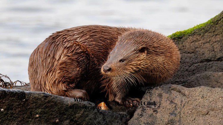 Wet otter resting on rocks, Isle of Jura wildlife.