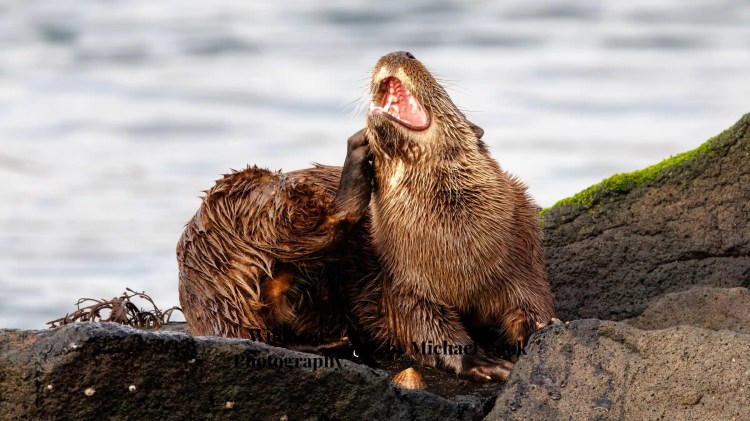 Isle of Jura wildlife: Two otters on rocks, one yawning wide.