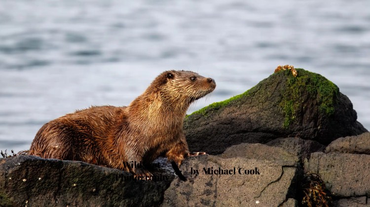 River otter on rocks, Isle of Jura wildlife.
