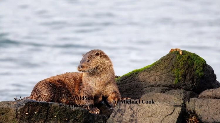 Isle of Jura wildlife: Otter resting on rocks near the water, covered in wet fur.