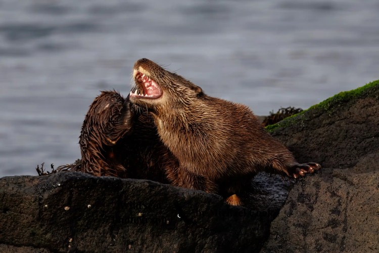 Two Isle of Jura wildlife otters on rocks, one yawning, showing teeth.