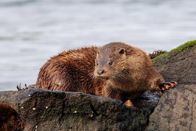 Isle of Jura wildlife: An otter rests on a rock, wet from the sea, looking to the left.