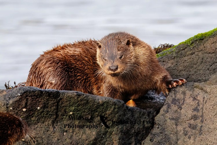 Isle of Jura wildlife: Wet otter resting on a rocky shore.