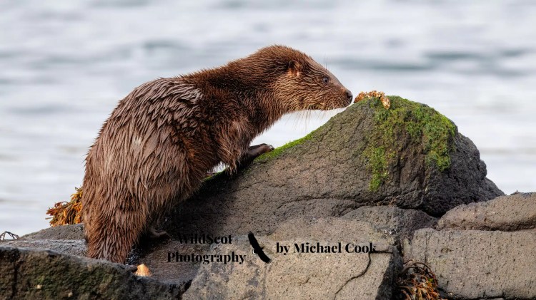 Isle of Jura wildlife: An otter climbing on mossy rocks by the water.