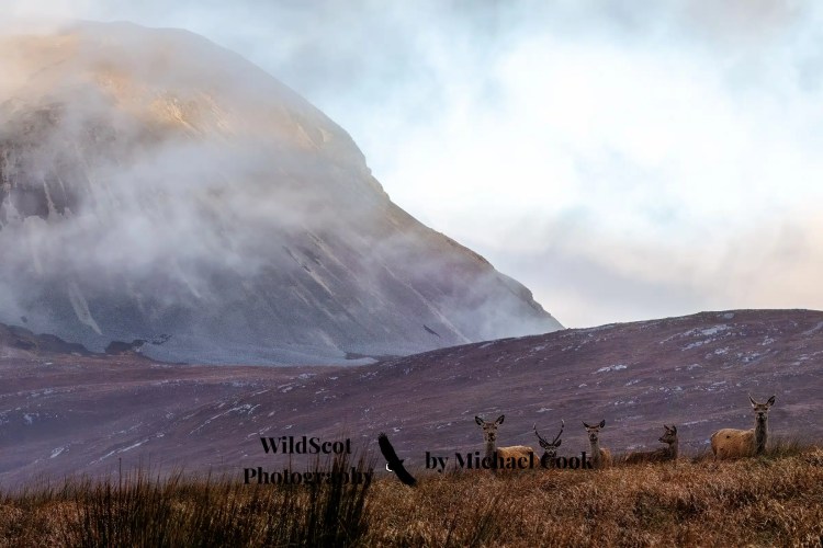 Isle of Jura wildlife: Red deer herd grazes in a moorland landscape with a mountain shrouded in mist.