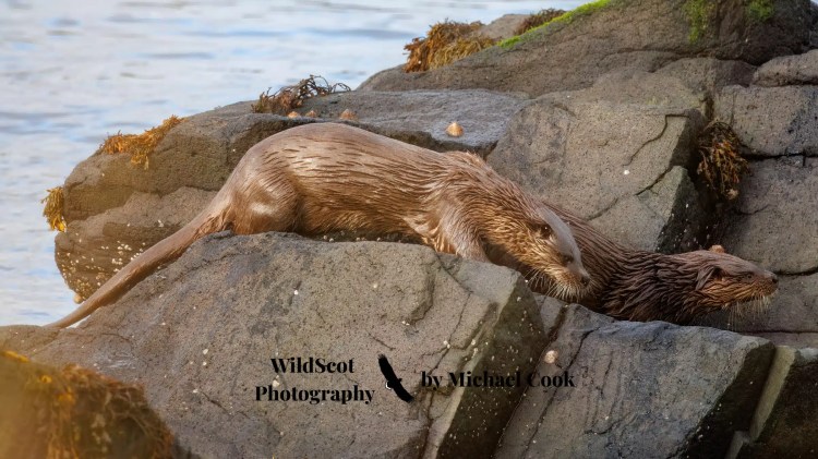 Isle of Jura wildlife: Two otters lounging on rocks covered with seaweed.