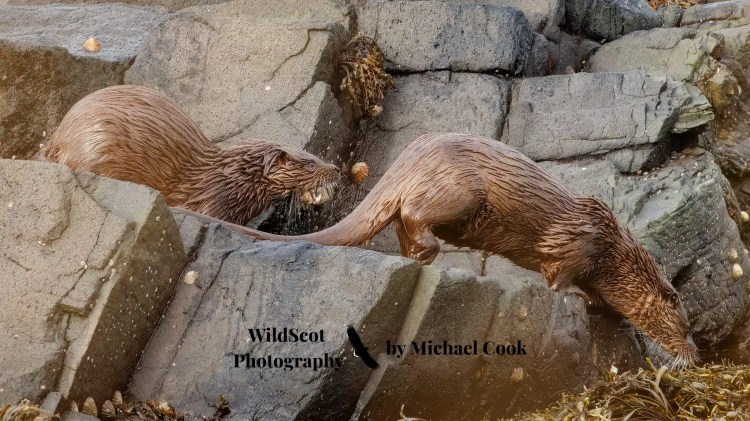 Two wet otters on rocky Isle of Jura coastline.