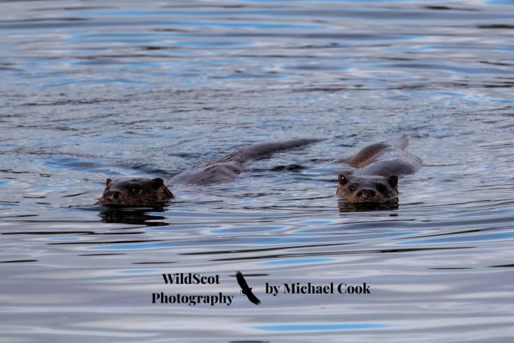 Two otters swimming in water on the Isle of Jura.
