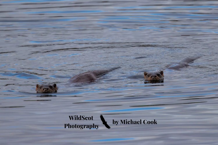Two otters swimming in the water, Isle of Jura wildlife.