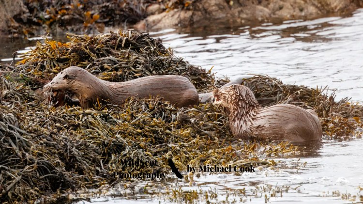 Barn owl peeking out of a nest box, part of the Wildlife on Mull.