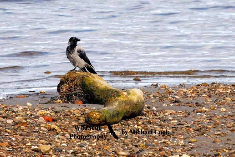 Barn owl peeking out of a nest box, part of the Wildlife on Mull.