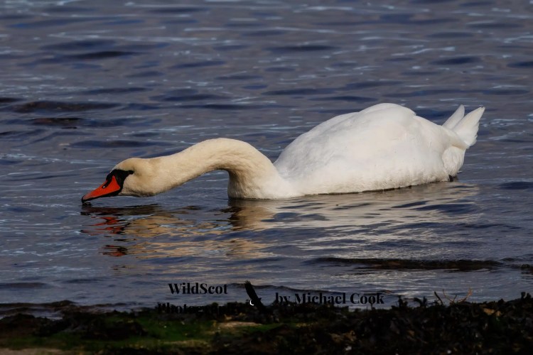 Barn owl peeking out of a nest box, part of the Wildlife on Mull.