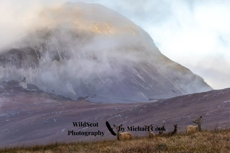 Isle of Jura wildlife: Red deer herd grazes below a misty mountain.