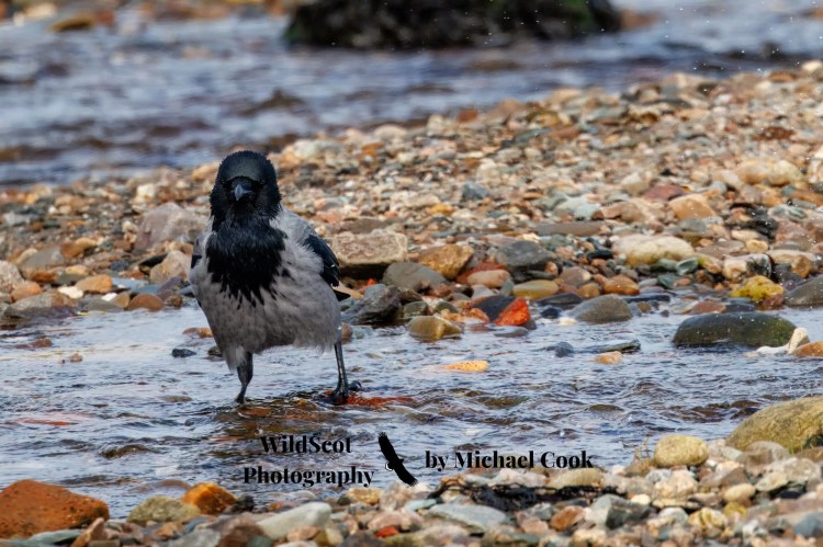 Barn owl peeking out of a nest box, part of the Wildlife on Mull.