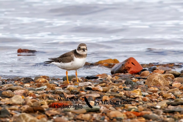 Barn owl peeking out of a nest box, part of the Wildlife on Mull.
