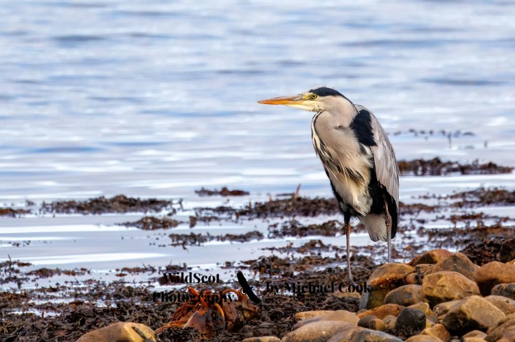 Barn owl peeking out of a nest box, part of the Wildlife on Mull.