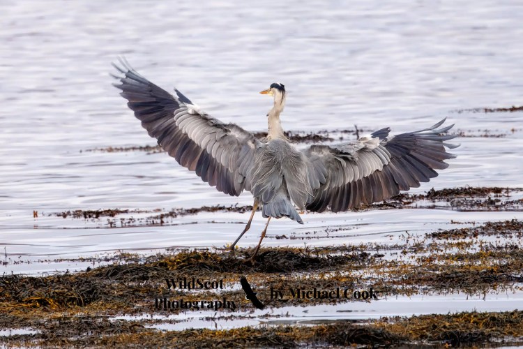 Barn owl peeking out of a nest box, part of the Wildlife on Mull.